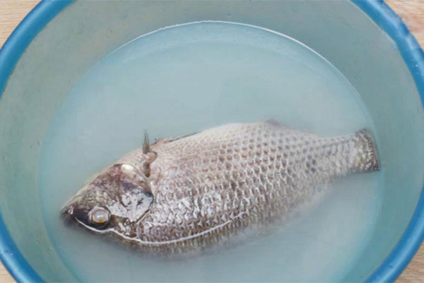 cách nấu cá rô phi